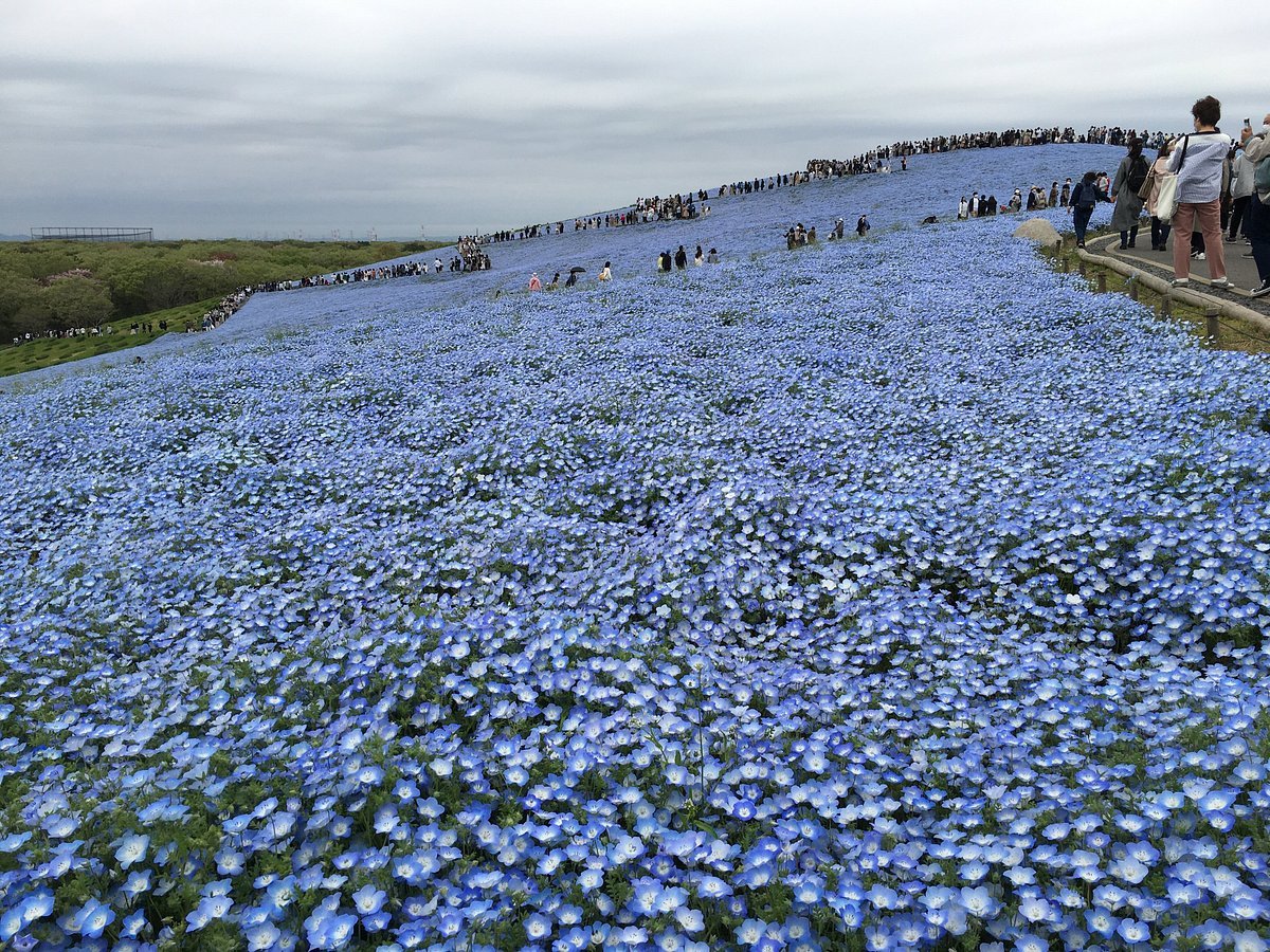 🌸 모란과 초록의 언덕 (보탄토 미도리노오카) 이미지 7